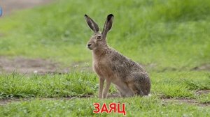 Развивающие видео для детей. Учим лесных животных.