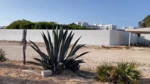 Гигантские алое/Кипрское алоэ