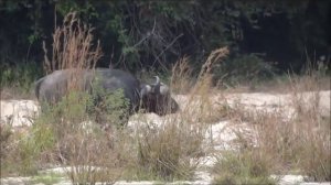 ОХОТА на СЛОНА Safari Hunters   Hunting Elephant in Tanzania