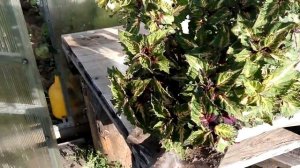 КОЛЕУС в теплице? Пересаживаю, чтобы продлить лето