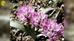 8 variedades de Allium