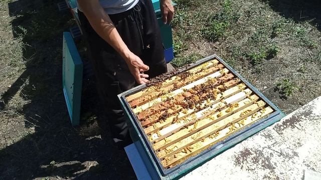 Молодые семьи Карника и Бакфаст на 11.09.22 смотреть онлайн