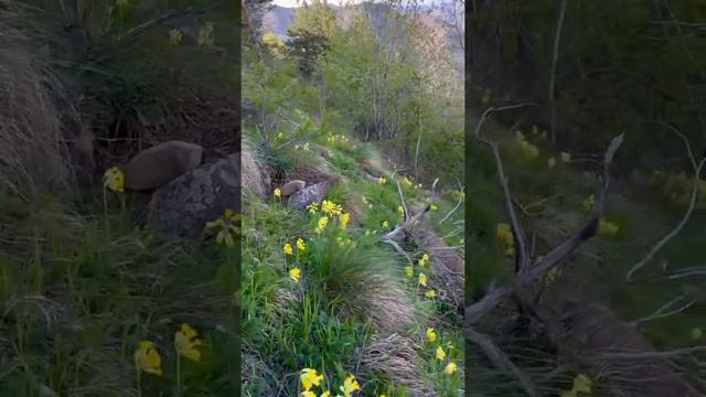 Первоцвет лекарственная 🌼 баранчики из суровых гор 🏔 Цумадинский район 🦅 Машааллагь красота 😎👍