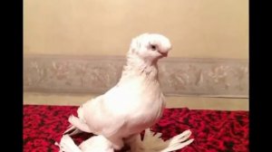 бойные голуби оренбурга