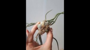 Уход за атмосферными тилландсиями  Два года спустя