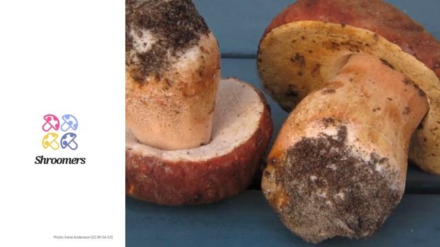 Pine bolete (Boletus pinophilus) | Lookalikes | Practical Short Profile | Shroomers смотреть онлайн