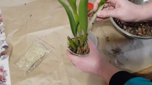 Пересадка каттлеи French Fox ( Французская лисичка )