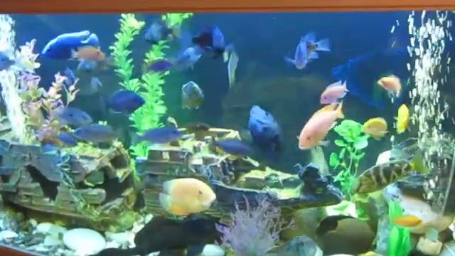 Изображение 068.avi смотреть онлайн