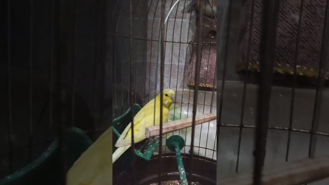 мая семья попугаев