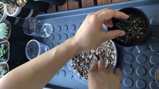 Soil mix for Haworthia смотреть онлайн