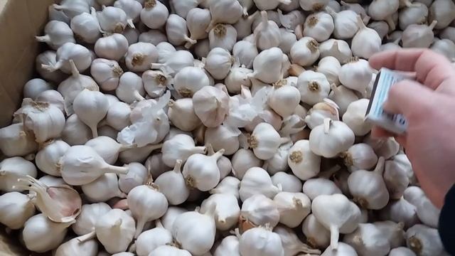 Обзор купленного ярового(весеннего) сорта чеснока под названием Супер Элита (Велетень)