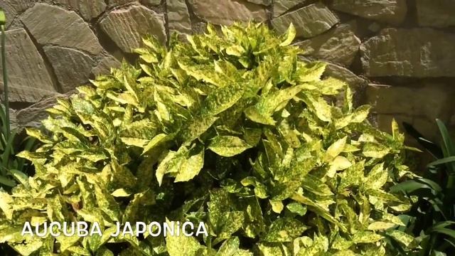 Aucuba japonica. Garden Center online Costa Brava - Girona. смотреть онлайн