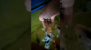 Кормление  карпа КОИ с руки./Feeding KOI carp by hand./用手喂养锦鲤。