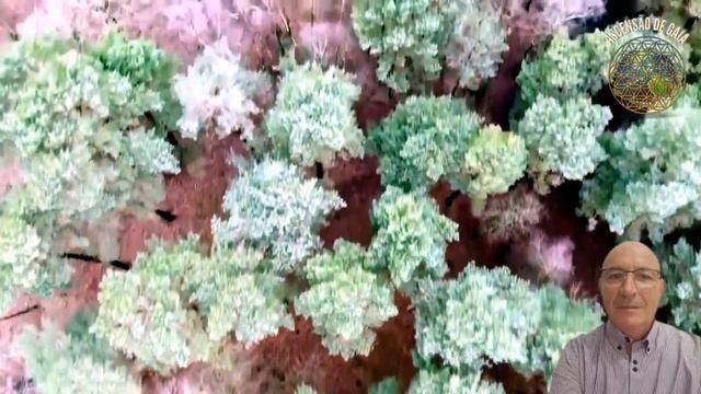 O QUE VOCÊ ENTENDE POR FREQUÊNCIA | ELEVAR A FREQUÊNCIA | VITAL FROSI | Ascensão de Gaia | 2023 смотреть онлайн