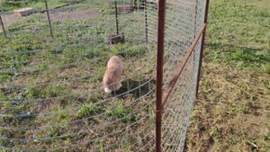 сделать уличный вольер для кроликов