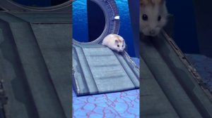 Лучшие игровые площадки для хомяков и полосы препятствий-лабиринты