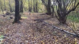 Тестирование Т1/Т2. Амстафф. Выставка собак