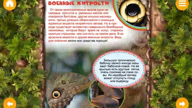ЭНЦИКЛОПЕДИЯ: НАСЕКОМЫЕ #2