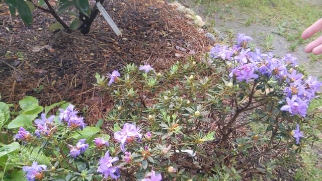 Рододендроны Игоря, 3 июня. смотреть онлайн