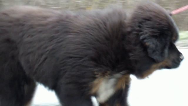 Тибетский мастиф, Tibetan mastiff. смотреть онлайн