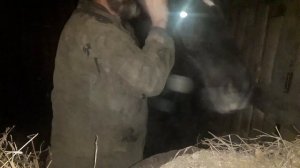 Вас лягает или кусает лошадь? Что делать?