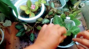 PAANO MAG PARAMI, MAG PALAGO NG EPISCIA |MAG HARVEST NG EPISCIA AT MAG REPOTTING