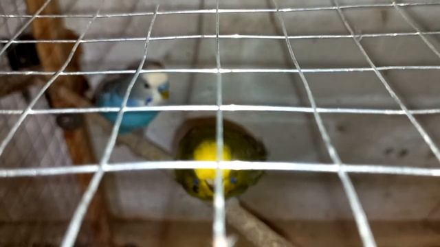 Самка знесла 13 яек. смотреть онлайн