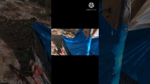 Кедровая шишка,сибирь, бездорожье,тайга,самоделки,орех, смотреть онлайн