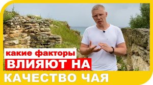 ЧТО ВЛИЯЕТ НА КАЧЕСТВО ЧАЯ. Особенность, факторы, условия.