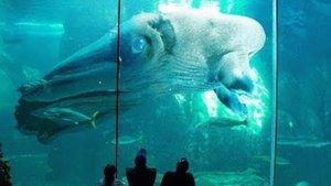 Ужасные Морские Монстры, о Которых Вы Не Знали