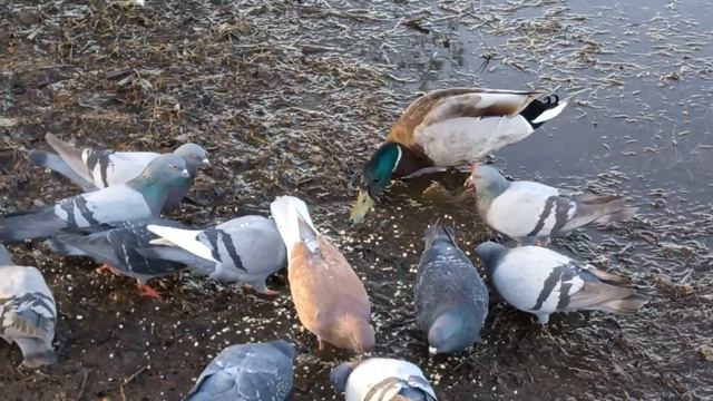 Не селезень, а маленький поросёнок :) Not a drake, but a little pig :) смотреть онлайн