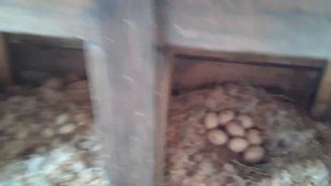 Разделили Яйца по Гнездам  - Результат. Сколько хранятся яйца Индоуток. Бассейн для Уток.