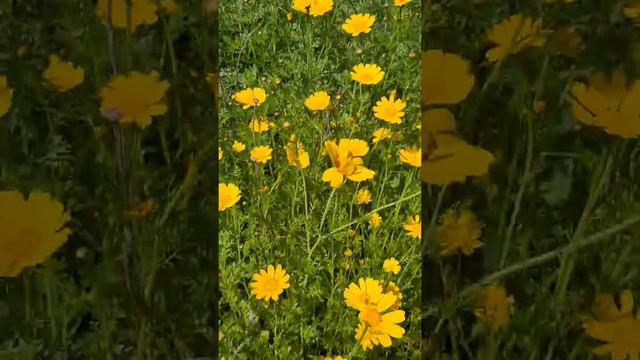 U.Belov релакс желтые ромашки. смотреть онлайн