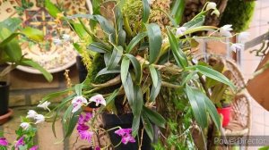 Дендробиум книгианум уход.  Орхидеи на блоке. Dendrobium kingianum.