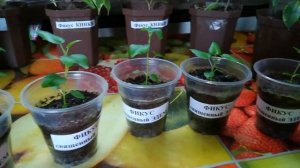 фикус из семян. фикус эдем. результат. всходы.