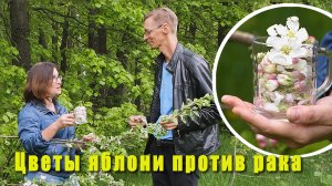 Цвет яблони на спирту. Противоопухолевое средство