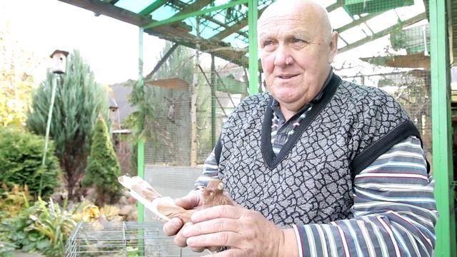 Белорусский чубатый желтый ленточный и четный турман. смотреть онлайн