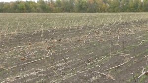 No-Till озимая по подсолнечнику amazone dmc,качество всходов.