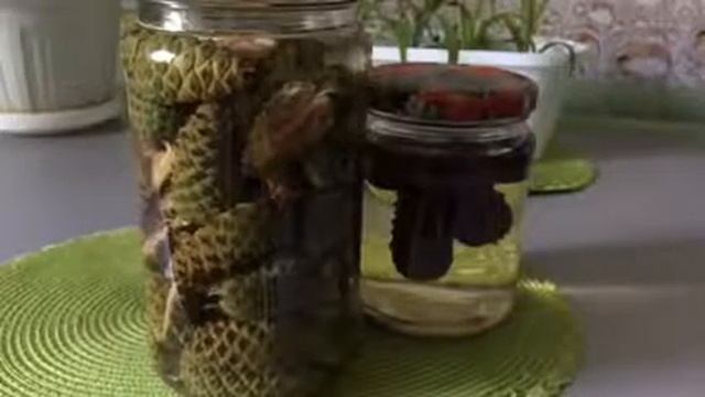 Сосновые шишки- профилактика и лечения инсульта