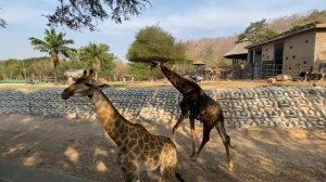 ПАТАЙЯ ОТКРЫТЫЙ ЗООПАРК КХАО КХЕО часть 1