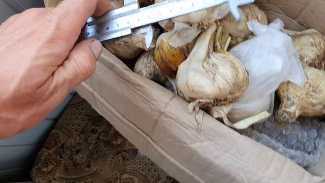 ЧЕСНОК РОКАМБОЛЬ КИПРСКИЙ ГИГАНТ СЛОНОВЫЙ ЧЕСНОК