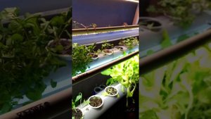 аквапоника в системе узв , с клариевым сомом