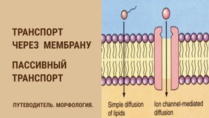 Транспорт через клеточную мембрану. Пассивный транспорт.