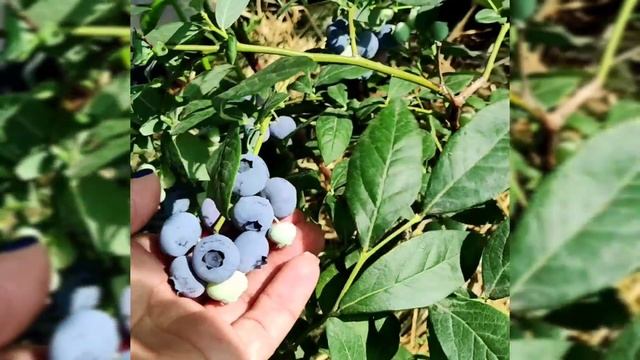 Голубика сорт Шантеклер. смотреть онлайн