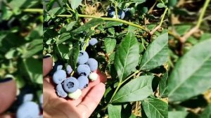 Голубика сорт Шантеклер.