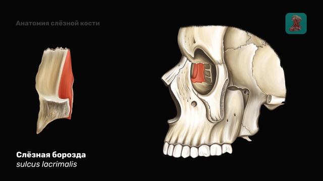 Анатомия слёзной кости смотреть онлайн