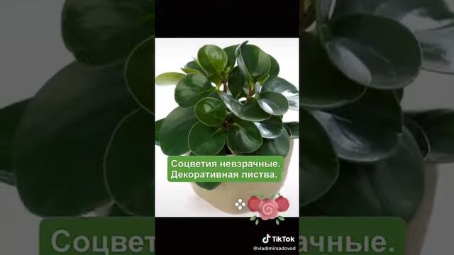 Пеперомия смотреть онлайн