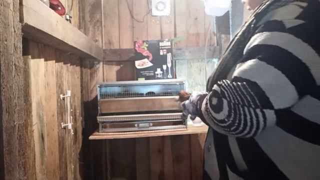 ПЕРЕЕЗД ПЕРЕПЕЛОВ В НОВУЮ КЛЕТКУ. смотреть онлайн