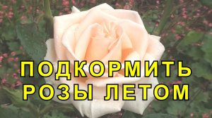 Чем Подкормить Розы. Внекорневые Подкормки для Роз