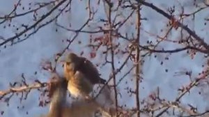 Дрозды ( зимнее лакомство) Thrushes. (winter delicacy)